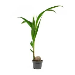 Cocos Nucifera - Coconut Palm Tree -Greencore Store Cocos nucifera Coconut Palm Tree