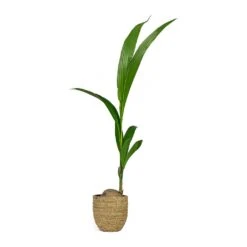Cocos Nucifera - Coconut Palm Tree -Greencore Store Cocos nucifera Coconut Palm Tree Cody Plant Pot Straw Grass