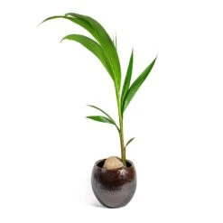 Kae Plant Pot - Mocha -Greencore Store Cocos nucifera Coconut Palm Tree kae mocha 29cm plant pot 31c40d77 bf66 4c5a b14c 68acfcaf0165