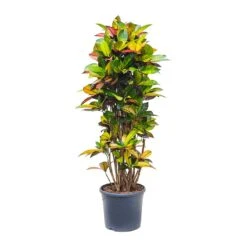 Codiaeum Iceton - Croton 15 Codiaeum Iceton - Croton -Greencore Store Codiaeum Iceton Croton 135cm