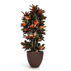 Codiaeum Iceton - Croton 14 Codiaeum Iceton - Croton -Greencore Store Codiaeum Iceton Croton 27x110cm Grigio Egg Pot Planter Rusty Iron Concrete 40x36cm fb973b06 448a 49e6 b85c 0dbee2d03fc6