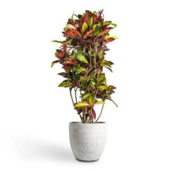 Codiaeum Iceton - Croton 18 Codiaeum Iceton - Croton -Greencore Store Codiaeum Iceton Croton 30x130cm Cas Plant Pot Cool Grey 36x32cm