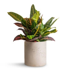Puk Plant Pot - Grey Washed -Greencore Store Codiaeum Petra Croton 17x45cm Puk Plant Pot Grey Washed 20x20cm 326d2f71 9373 4f0c 98dc 17e3a13ff2b3