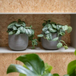 Cody Plant Pot - Ridged Dark Grey -Greencore Store CodyPlantPot RidgedDarkGrey 2