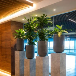 Cody Plant Vase - Ridged Dark Grey -Greencore Store CodyPlantVase RidgedDarkGrey 8