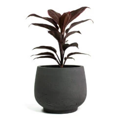 Mini Pixie Plant Pot - Black Washed -Greencore Store Cordyline fruticosa Mambo Hawaiian Ti Plant Mini Pixie Plant Pot Black Washed