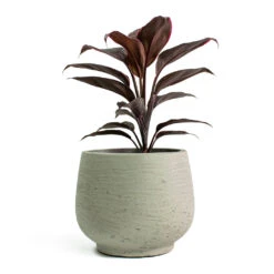 Mini Pixie Plant Pot - Grey Washed -Greencore Store Cordyline fruticosa Mambo Hawaiian Ti Plant Mini Pixie Plant Pot Grey Washed