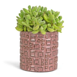 Fiene Plant Pot - Pink -Greencore Store Cotyledon tomentosa ladys Bear Paw Plant 12x25cm Fiene Plant Pot Pink 14x14cm
