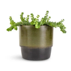 Erik Plant Pot - Dark Olive 19 Erik Plant Pot - Dark Olive -Greencore Store Crassula marneriana Hottentot Jade Necklace 11x15cm Erik Plant Pot Olive 14x12cm c047c023 b934 444d 9283 006ff317c701