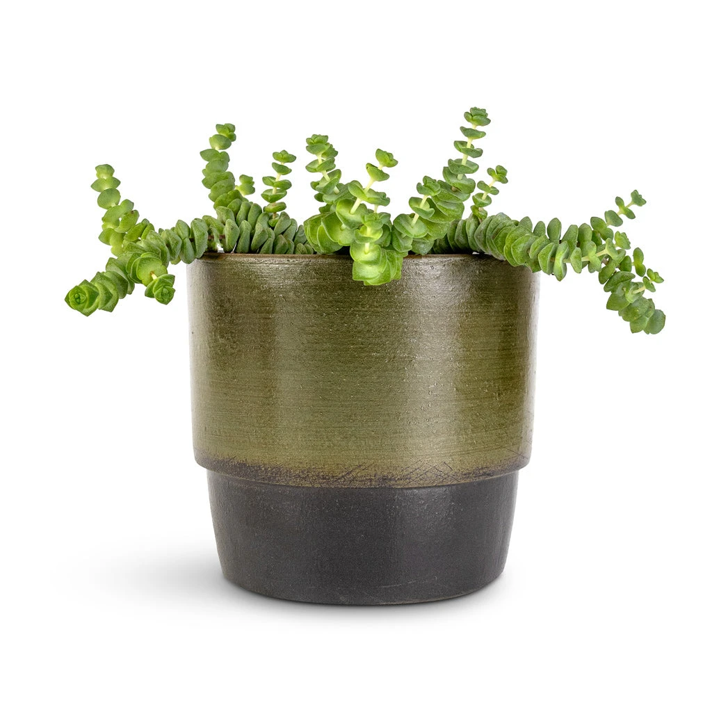 Erik Plant Pot - Dark Olive 10 Erik Plant Pot - Dark Olive - Image 8