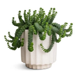 Bourton Scalloped Plant Pot - Ivory -Greencore Store Crassula marneriana Hottentot Jade Necklace 14x20cm Bourton Scalloped Plant Pot Ivory 16x16cm