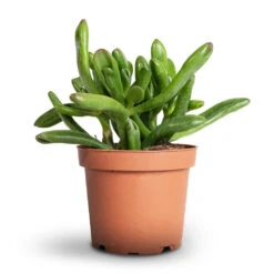 Crassula Ovata Gollum - Jade Plant -Greencore Store Crassula ovata Gollum Jade Plant 12x25cm 1