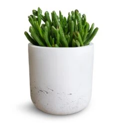 Crassula Ovata Gollum - Jade Plant -Greencore Store Crassula ovata Gollum Jade Plant 12x25cm Charlie Plant Pot White Washed 15x15cm