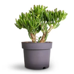 Crassula Ovata Gollum - Jade Plant -Greencore Store Crassula ovata Gollum Jade Plant 17x25cm 1