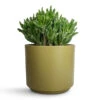 Crassula Ovata Gollum - Jade Plant -Greencore Store Crassula ovata Gollum Jade Plant 17x25cm Prague Plant Pot Olive 22x19.5cm 87300416 d43b 4bf7 a47a 0f7c51667325
