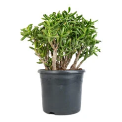 Crassula Ovata Gollum - Jade Plant -Greencore Store Crassula ovata Gollum Jade Plant 30x50cm