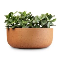 Eav Refined Plant Bowl - Canyon Orange -Greencore Store Crassula ovata Sunset Jade Plant 12x25cm 3 x plants Eav Refined Plant Bowl Canyon Orange 31x12.5cm
