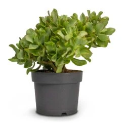 Crassula Ovata Undulata - Curly Jade Plant -Greencore Store Crassula ovata Undulata Curly Jade Houseplant 17x25cm