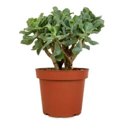Crassula Ovata Undulata - Curly Jade Plant -Greencore Store Crassula ovata Undulata Curly Jade Plant 14cm 2