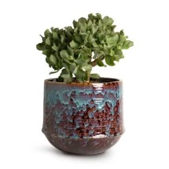 Crassula Ovata Undulata - Curly Jade Plant -Greencore Store Crassula ovata Undulata Curly Jade Plant 17x25cm Noud Plant Pot Marrakesh 26x22cm 25125ee1 1075 460e b6e9 2325675ab9df
