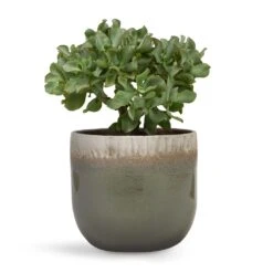 Crassula Ovata Undulata - Curly Jade Plant -Greencore Store Crassula ovata Undulata Curly Jade Plant 17x25cm Tarra Plant Pot Forest 23x20cm d7d47608 b3fe 455a a11b 8619bedfe272