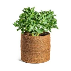 Crassula Ovata Undulata - Curly Jade Plant -Greencore Store Crassula ovata Undulata Curly Jade Plant Stef Plant Baskets Set of 5 Camel