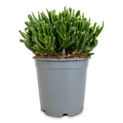Crassula Ovata Gollum - Jade Plant -Greencore Store Crassula ovata gollum jade plant 14cm