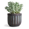 Crassula Perforata - String Of Buttons -Greencore Store Crassula perforata String Of Buttons 10.5x20cm Duncan Plant Pot Blue Gold 14x13cm