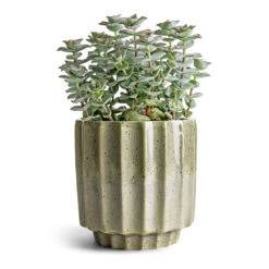 Crassula Perforata - String Of Buttons -Greencore Store Crassula perforata String Of Buttons 10.5x20cm Lugano Scalloped Plant Pot Green 13x13cm
