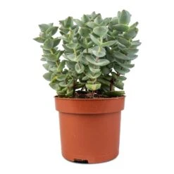 Crassula Perforata - String Of Buttons -Greencore Store Crassula perforata String Of Buttons