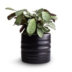 Hadleigh Plant Pot - Charcoal -Greencore Store Ctenanthe burle marxii Amagris Never Never Plant 12x30cm Hadleigh Plant Pot Charcoal 14x13cm 4080c6d9 232d 4d81 b946 d67e32a49a4d