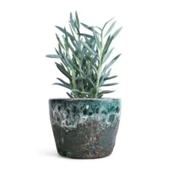 Lava Couple Straight Relic Planter - Jade -Greencore Store Curio ficoides Mount Everest Skyscraper Senecio 12x20cm Lava Couple Straight Relic Planter Jade 19x13cm f72052cd 2eee 480c a4e8 e01c34409380