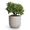 Crassula Ovata Undulata - Curly Jade Plant -Greencore Store Curly Jade Plant 17x25cm Duncan Plant Pot Cement 19x18cm 18bdcf7b 4fa7 4bbd b06a 877701d47e86