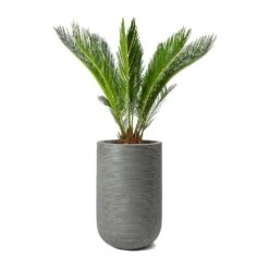 Cody Plant Vase - Ridged Dark Grey -Greencore Store Cycas revoluta Sago Palm Cody Plant Vase Ridged Cement 47904c26 14f0 4d16 850b 8f63823a40a6