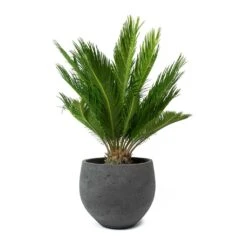 Mini Orb Kevan Plant Pot - Black Washed 20 Mini Orb Kevan Plant Pot - Black Washed -Greencore Store Cycas revoluta Sago Palm Mini Orb Kevan Plant Pot Black Washed bd11d392 c1ba 4424 89d1 2dd7b512b96b