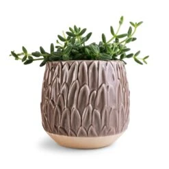 Arles Leaf Plant Pot - Mocha -Greencore Store Delosperma echinatum Pickle Plant 12x20cm Arles Leaf Plant Pot Mocha 17x17cm ea600853 148c 4596 9421 cb6c78a23702