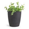 Delosperma Echinatum - Pickle Plant 2 Delosperma Echinatum - Pickle Plant -Greencore Store Delosperma echinatum Pickle Plant 12x20cm Gerben Plant Pot Black Washed 15x16cm