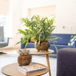 Dewi Plant Pot - Marrakesh 24 Dewi Plant Pot - Marrakesh -Greencore Store Dewi Plant Pot Marrakesh Lifestyle 01