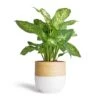 Dieffenbachia Compacta - Dumb Cane -Greencore Store Dieffenbachia Compacta Dumb Cane 17x60cm Bamboo Plant Pot White 19x19cm