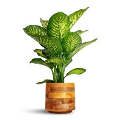 Helle Plant Pot - Natural -Greencore Store Dieffenbachia Maroba Dumb Cane 30x80cm Helle Plant Pot Natural 23x21cm 28ff0ce3 afa9 41b8 af91 205fc349d088