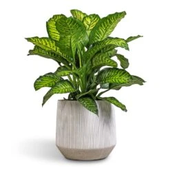 Harith Plant Pot - Ridged White Stripe 11 Harith Plant Pot - Ridged White Stripe -Greencore Store Dieffenbachia Maroba Dumb Cane 30x80cm 689a614d d749 4b5d 8ed2 5bdc66b0eb0f