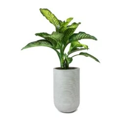 Cody Plant Vase - Ridged Cement -Greencore Store Dieffenbachia Maroba Dumb Cane Cody Plant Vase Ridged Cement f079971e 6f8b 4d5b a33a 590bcb89894d
