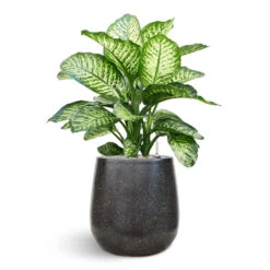 Terrazzo Balloon Planter - Black 13 Terrazzo Balloon Planter - Black -Greencore Store Dieffenbachia Terrazo Balloon Black