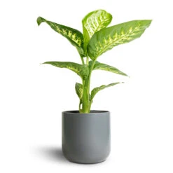 Dieffenbachia Seguine Tropic Snow - Dumb Cane -Greencore Store Dieffenbachia seguine Tropic Snow Dumb Cane 17x60cm Lisbon Plant Pot Charcoal 19x19cm