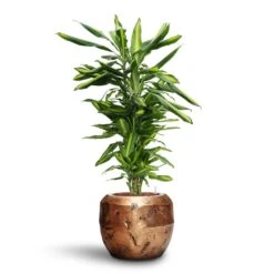 Opus Raw Couple Planter - Gold -Greencore Store Dracaena Cintho Branched HydroCare Opus Raw Couple Planter Gold
