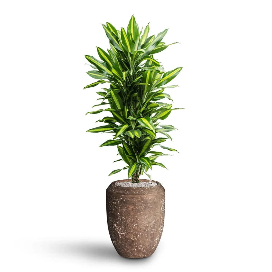 Polystone Coated Plain Coppa Planter - Rock 5 Polystone Coated Plain Coppa Planter - Rock - Image 3