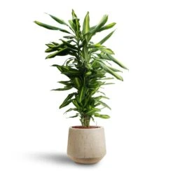 Raindrop Tube Round Planter - Stone -Greencore Store Dracaena Cintho Branched Hydroculture Raindrop Tube Round Planter Stone c8370cb2 8fb9 4613 9d17 036d69c18734