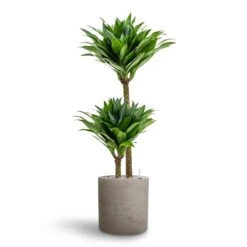 Dracaena Compacta - Multi Stem - HydroCare -Greencore Store Dracaena Compacta Multi Stem Hydroculture 2 stems Puk Rough Planter Grey Washed 25 x 25cm