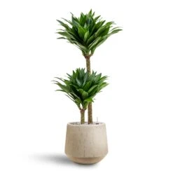 Dracaena Compacta - Multi Stem - HydroCare -Greencore Store Dracaena Compacta Multi Stem Hydroculture 2 stems Raindrop Tube Round Planter Stone 30 x 26cm