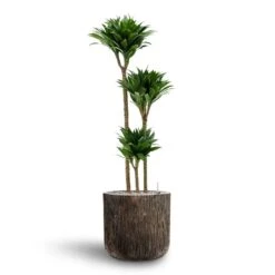 Luxe Lite Waterfall Cylinder Planter - Bronze -Greencore Store Dracaena Compacta Multi Stem Hydroculture 3 stems Luxe Lite Waterfall Cylinder Planter Bronze 40 x 38cm c6cb3212 5ad0 4b1f 8379 187d8b102d9c